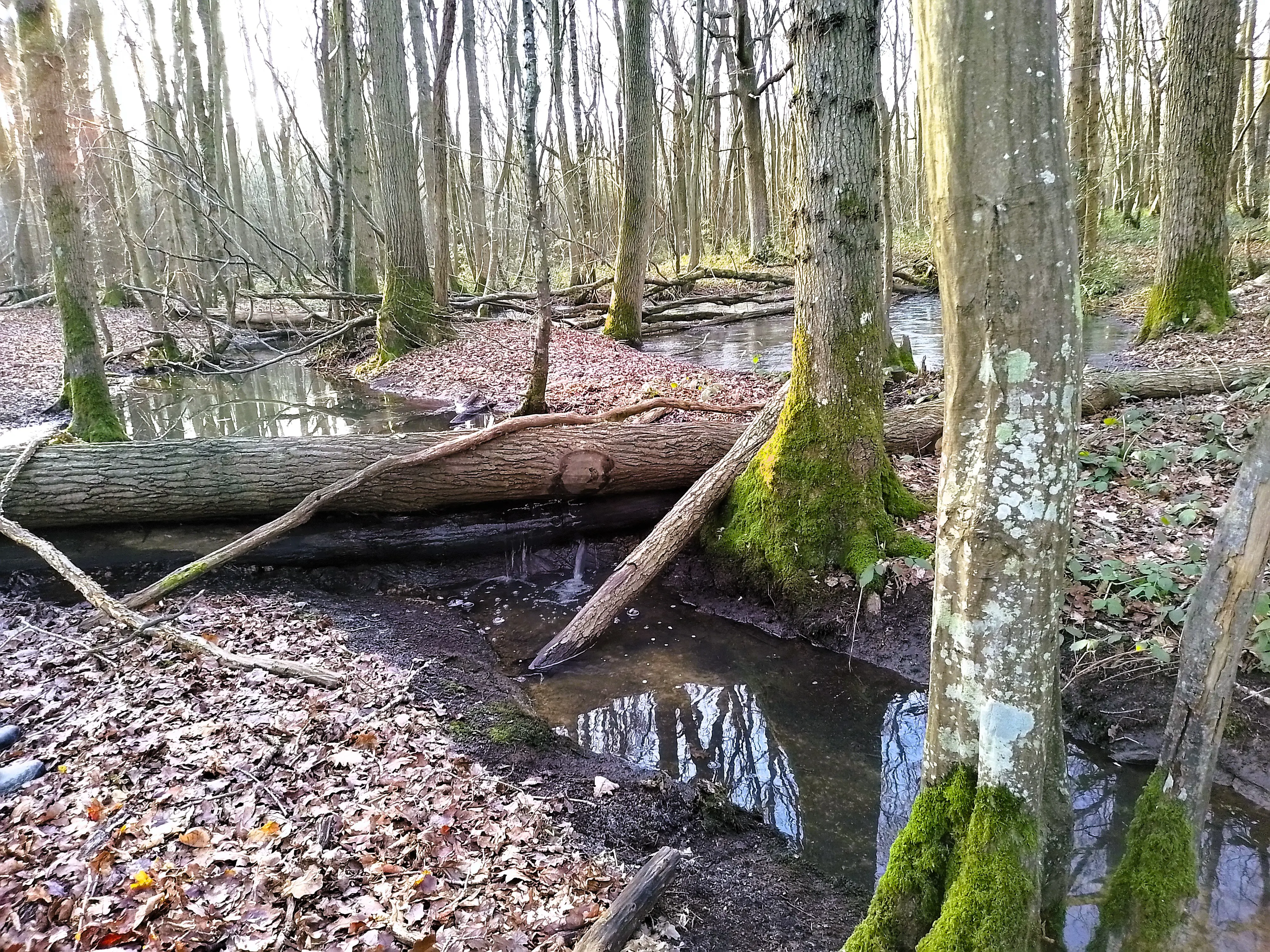 A nature base water solution using a woodland stream